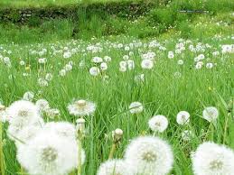  11 Dandelion Ideas Dandelion Dandelion Flower Flowers