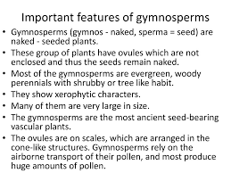 gymnos powerpoint presentation
