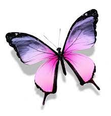 Mariposa Rosa Violeta Aislada En Blanco Imagen De Stock En 2021 Mariposas De Colores Mariposa Azul Mariposa Rosa
