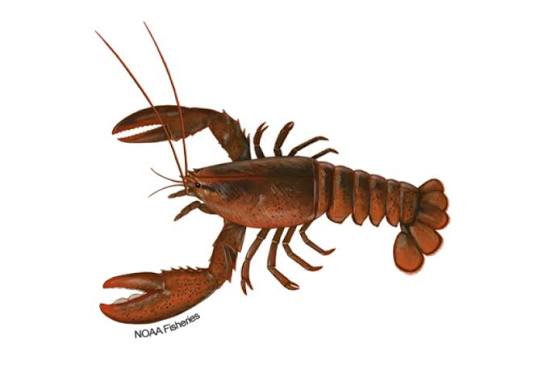 American Lobster | NOAA Fisheries
