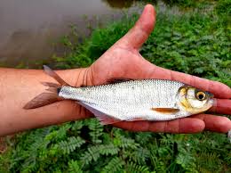 Image result for Bothriocline moramballae