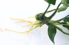 Image result for Astropanax barteri