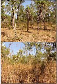 Image result for Andropogon gayanus