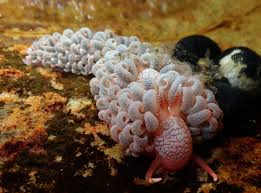 Image result for Alinula sp.