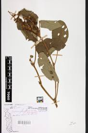 Image result for Eriosema flemingioides