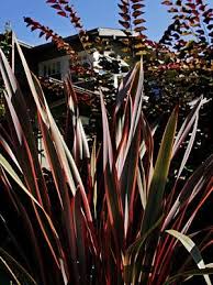 Image result for Phormium