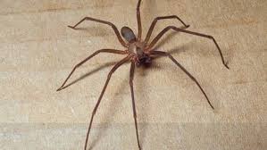 Allarme Ragno Violino L Estate Degli Insetti Cronaca Quotidiano Net