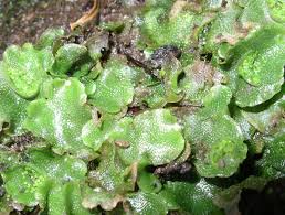 From wikimedia commons, the free media repository. 25 3b Liverworts And Hornworts Biology Libretexts