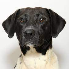 Gainesville pet rescue garage sale • location: Available Pets Hall County Ga Official Website