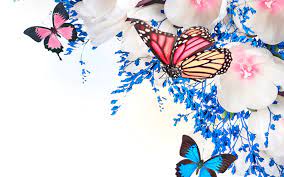 If you have your own one, just create an account on the website and upload a picture. Free Download 68 Butterfly Desktop Wallpapers On Wallpaperplay 1920x1200 For Your Desktop Mobile Tablet Explore 69 Desktop Backgrounds Butterflies Butterflies Wallpapers Butterflies Backgrounds Wallpapers Butterflies
