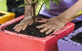 They have limited space for root growth according to the container size. David Domoney S Top 5 Fruit Trees To Grow In Any Garden