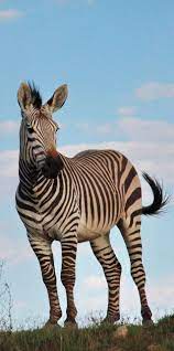 About Wild Animals Picture Of A Zebra Stallion Wild Animals Photography Endangered Animals Animals Wild