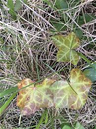 Till the soil to a depth of 10 to 12 inches (25 to 30 cm) and amend it will organic compost if needed. English Ivy Facts Uses And Problems Dengarden