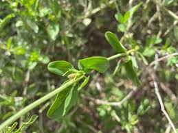 Image result for Justicia odora