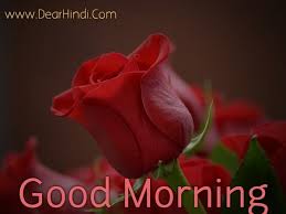 As we know that rose flower is a perfect symbol of love. Good Morning Rose Flowers Images For Whatsapp Pictures Free Download Dear Hindi Meaning In Hindi