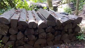 Image result for Diospyros crassiflora