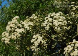 Image result for Vernonanthura polyanthes