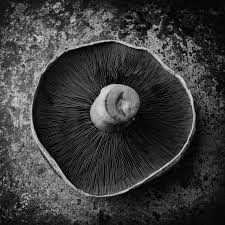Black And White Mushroom From The Source Stuffed Mushrooms White Mushrooms Beautiful Textures