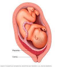 Placentas consisting of three or more lobes are extremely rare. Placenta How It Works What S Normal Mayo Clinic