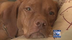 Whether or not to vaccinate pets and how often to vaccinate are among the most debated questions in veterinary medicine in recent years. Are Dog Vaccines Making Pets Sick Abc7 Chicago