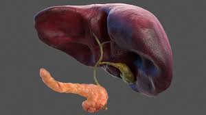 The negative effect of alcohol on the liver , the round diagram shows the reversible and irreversible effect of alcohol on the. Human Liver Pancreas And Gallbladder 3d Model 59 Max Obj Ma Fbx C4d Blend 3ds Free3d