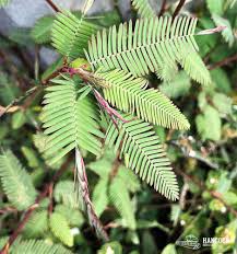 Image result for Aeschynomene americana