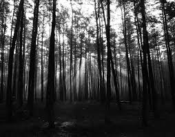 Shop the latest black and white forest wallpaper deals on aliexpress. Autumn Black And White Dawn Forest Landscape Nature Sunrays Tree Woods Wallpaper Tumblr Backgrounds Black Wallpaper