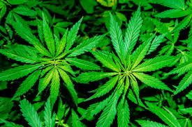 You will meet with a california registered practitioner. Is Marijuana Safe For Older Adults Uchealth Today