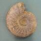 Hands-On History: Object Handling with Fossils