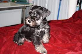 Puppies For Sale Miniature Schnauzers In Bland Missouri Miniature Schnauzer Puppies For Sale Schnauzer