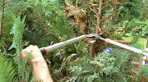 Dieser schnitt ist deshalb von bedeutung, weil bei einer ebenen auflagefläche der schnee von oben auf die hecke drückt und sie auseinander. We Cut Today Thuja Hedge Wir Schneiden Heute Thuja Hecke Youtube