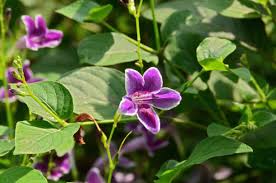 Image result for Barleria