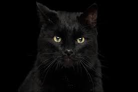 And while nobody can tell you exactly how long an individual's lifespan will be, statistics do allow us to answer the question how long do cats live? in a. Kidney Disease Elwood Vet