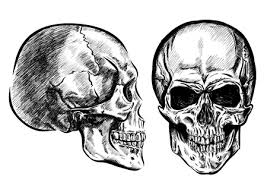 Maybe you would like to learn more about one of these? 25 948 Tete De Mort Dessin Imagenes Y Fotos 123rf