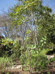 Image result for Bocconia arborea