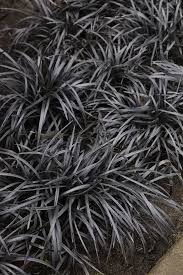 Image result for Ophiopogon