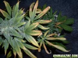 They were not meant for continued use. Need Help Day 48 Flowering Yellow Top Leaves And Turning Light Green Rollitup