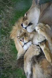 Pzapatka Feed Tapiture Animals Lion Love Animals Beautiful