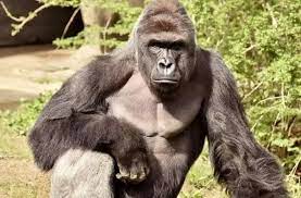 Push off of surfaces to jump and squeeze them with both hands to climb. How Much Was Harambe The Gorilla Worth Quora
