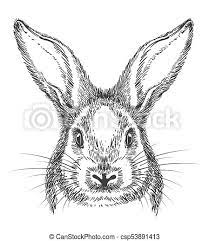 1136 x 1300 jpeg 75 кб. Vintage Hand Drawn Bunny Face Sketch Bunny Drawing Vintage Hand Drawn Rabbit Face Vector Sketch Or Engraving Hare Canstock
