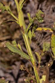 Image result for Laggera crispata