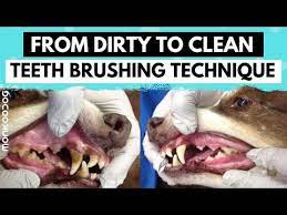 How To Clean Your Dog S Teeth At Home In Simple Steps L Dog Grooming Tips L Youtube Dog Grooming Dog Teeth Dog Breeds