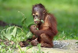 Image result for orangutans