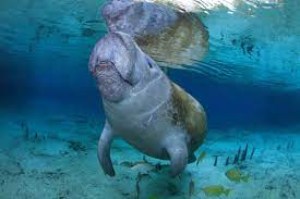 You May Know West Indian Manatees Are One Of The Most Adorable And Graceful Creatures In Manatee Animals Friends Ocean Conservation
