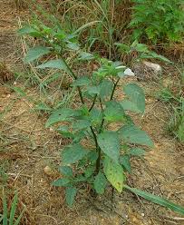 Image result for Solanum americanum