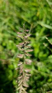 Image result for Dinebra