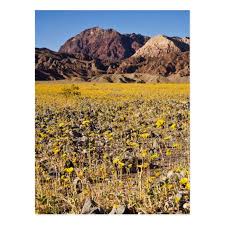 The flowers have blanketed the desert valley to an extent not seen since 2005. Gold Rush Postcard Zazzle Com In 2021 Death Valley National Park Photography Death Valley National Park California National Parks