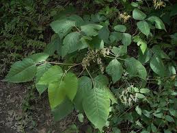 There are two types of poison ivy — eastern and western — which have somewhat different geographic ranges but which look very similar and sometimes interbreed where their ranges overlap. Know Your Natives Leaves Of Three Let It Be Usually Arkansas Native Plant Society