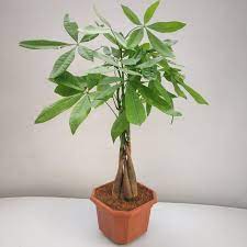 We go over soil f. Pachira Aquatica Money Tree Bonsai Nursery Buy