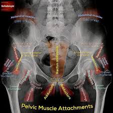 Want To Learn A System For Reviewing A Pelvic X Ray Read On To Find Out And Swipe Left To Touch Up On Your Medical Anatomy Radiology Student Radiology